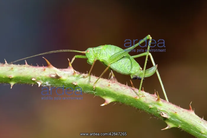 : Speckled Bush Cricket - on stem : Speckled Bush Cricket - on stem