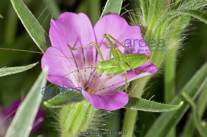 : Speckled Bush-cricket - young adult in Corn Cockle flower : Speckled Bush-cricket - young adult in Corn Cockle flower