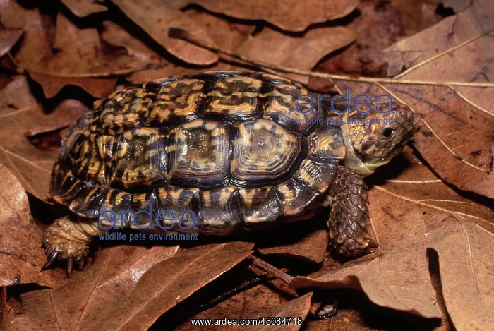 : Speckled Cape Tortoise : Speckled Cape Tortoise