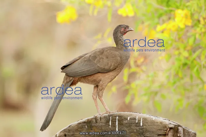 : Speckled Chachalca standing on fence : Speckled Chachalca standing on fence