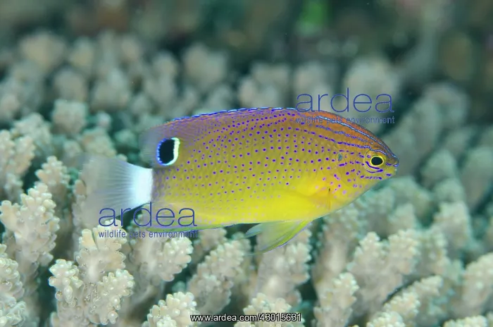 : Speckled Damsel : Speckled Damsel