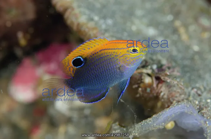 : Speckled Damsel - Ulami dive site, Seraya, Karangasem : Speckled Damsel - Ulami dive site, Seraya, Karangasem