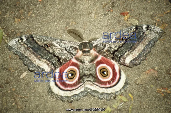 : Speckled Emperor Moth : Speckled Emperor Moth