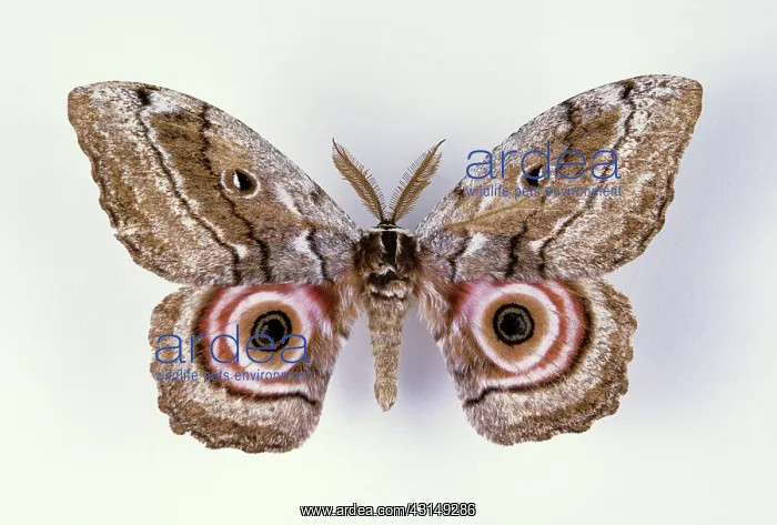 : Speckled Emperor Moth : Speckled Emperor Moth