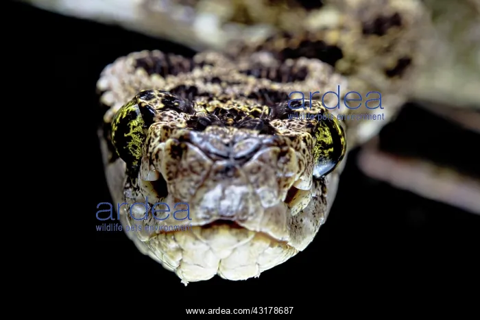 : Speckled Forest-Pitviper (Bothrops taeniatus) Ecuador : Speckled Forest-Pitviper (Bothrops taeniatus) Ecuador