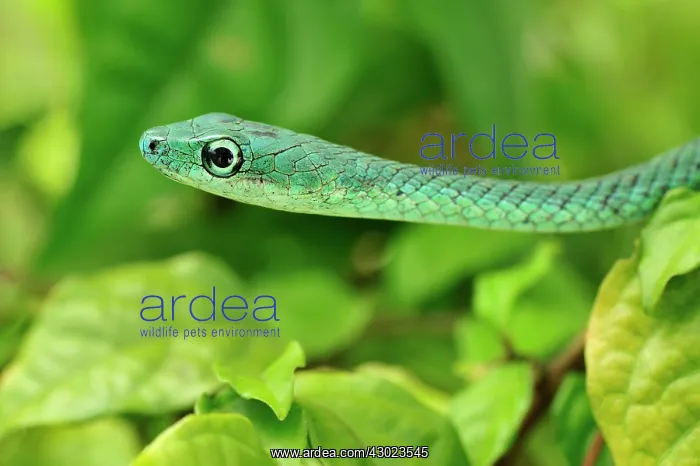 : Speckled Green-Snake : Speckled Green-Snake