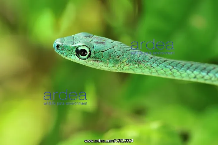 : Speckled Green-Snake : Speckled Green-Snake