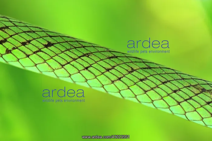 : Speckled Green-Snake : Speckled Green-Snake