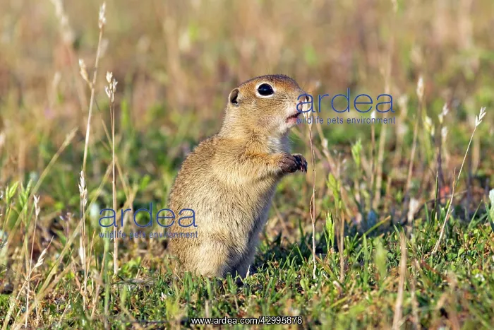  : Speckled Ground Squirrel  /  Spotted Suslik standing