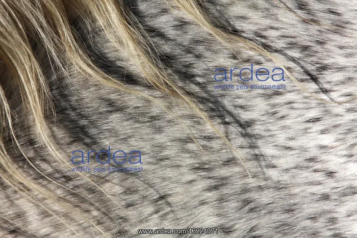 : Detail of speckled hair coat of a horse : Detail of speckled hair coat of a horse