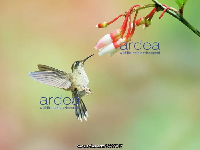 : Speckled Hummingbird - feeding on flower Adelomy : Speckled Hummingbird - feeding on flower Adelomy