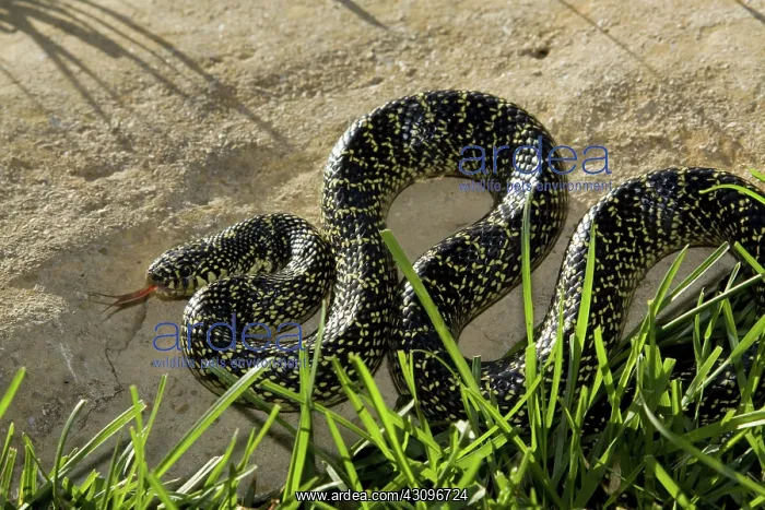 : Speckled King Snake : Speckled King Snake