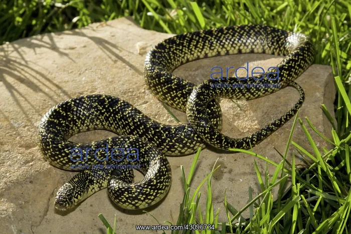 : Speckled King Snake : Speckled King Snake
