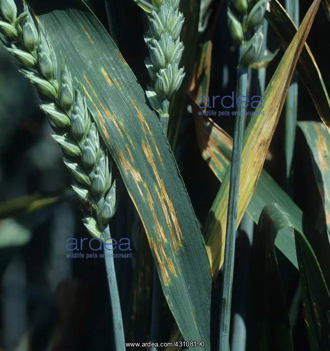 : Speckled leaf blotch or Septoria leaf spot : Speckled leaf blotch or Septoria leaf spot