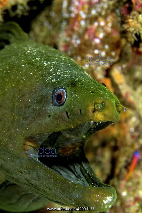 : Speckled Moray Eel : Speckled Moray Eel