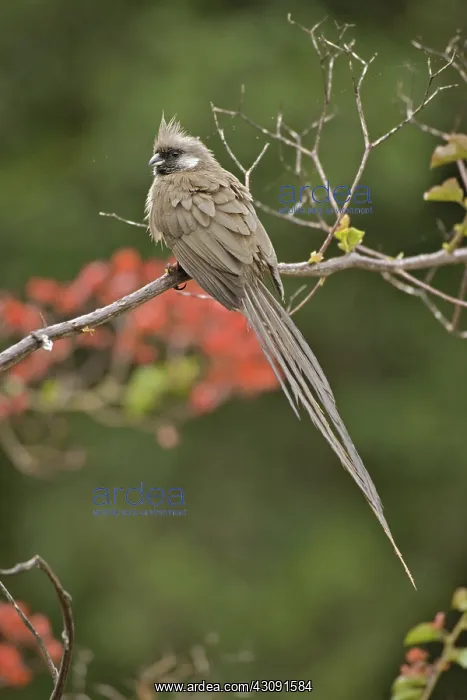 : Speckled Mousebird : Speckled Mousebird