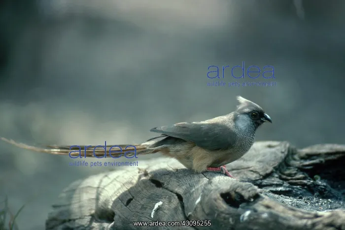 : Speckled Mousebird : Speckled Mousebird