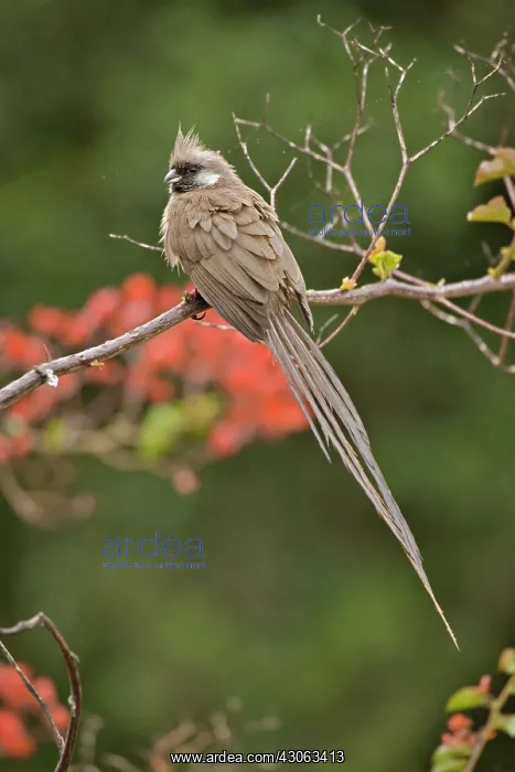 : Speckled Mousebird, Colius striatus, Abadare : Speckled Mousebird, Colius striatus, Abadare