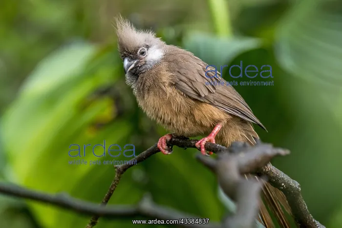 : Speckled mousebird (Colius striatus) native to Africa : Speckled mousebird (Colius striatus) native to Africa