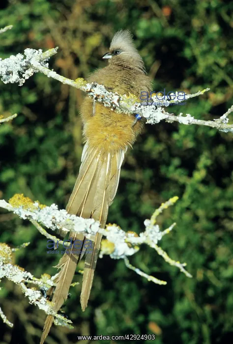 : Speckled Mousebird / Coly : Speckled Mousebird / Coly