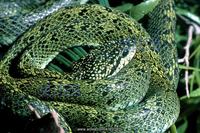 : Speckled Palm Viper : Speckled Palm Viper
