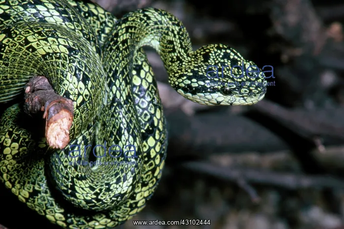 : Speckled Palm Viper : Speckled Palm Viper