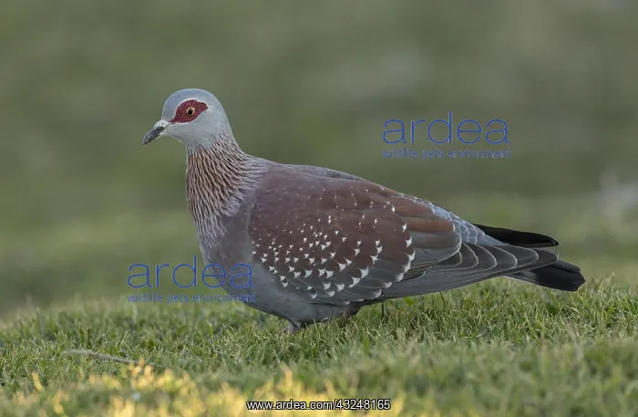 : Speckled pigeon, Columba guinea, feeding in coastal : Speckled pigeon, Columba guinea, feeding in coastal