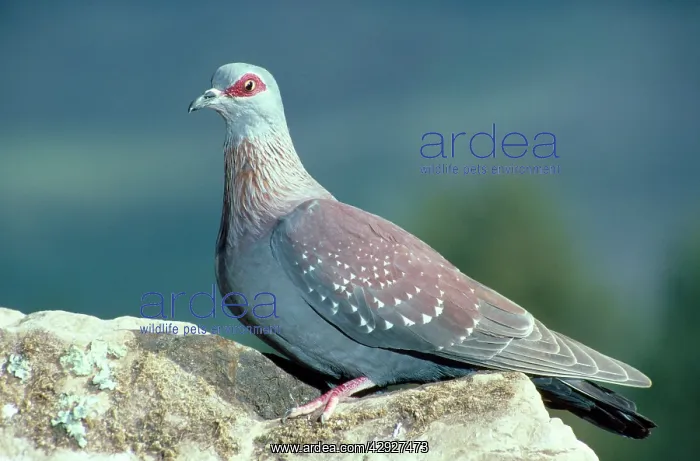 : Speckled PIGEON - sits on rock : Speckled PIGEON - sits on rock
