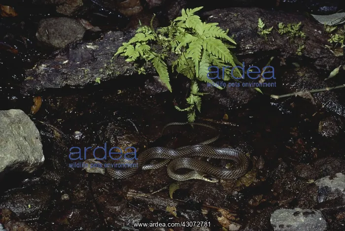 : Speckled Racer : Speckled Racer