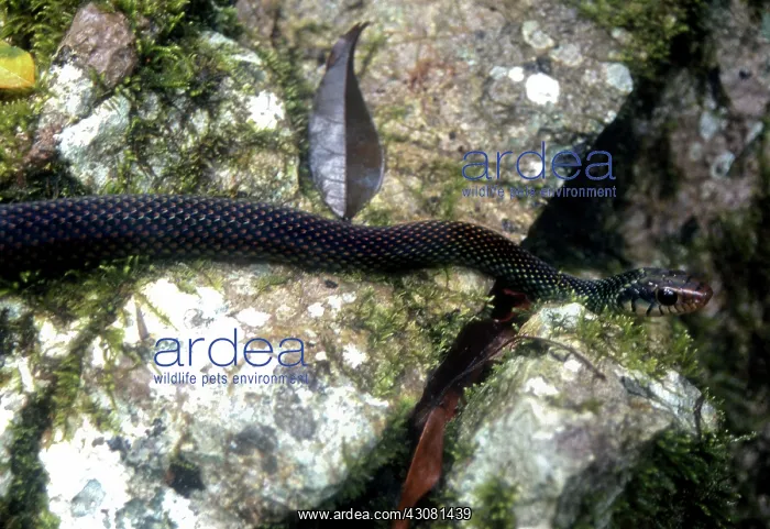 : Speckled Racer : Speckled Racer