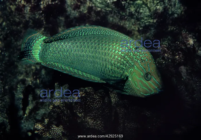 : Speckled Rainbow Fish : Speckled Rainbow Fish