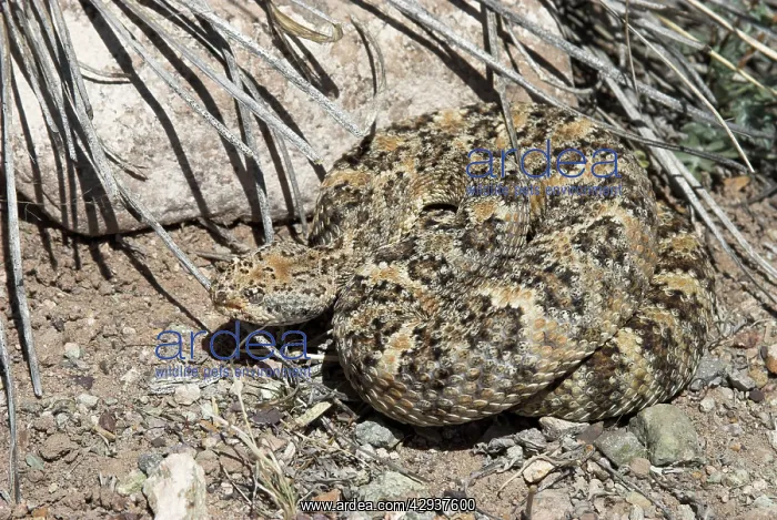 : Speckled Rattlesnake : Speckled Rattlesnake