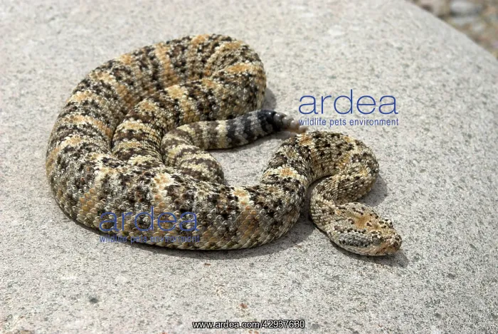 : Speckled Rattlesnake : Speckled Rattlesnake