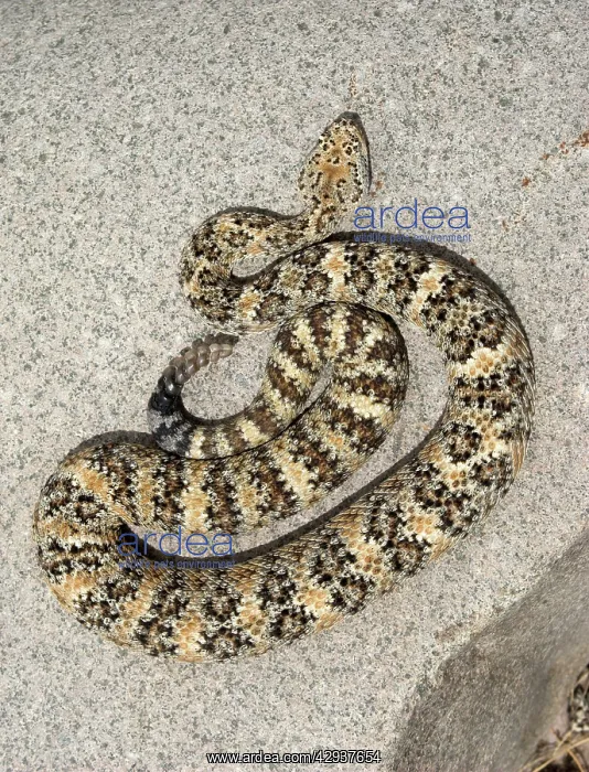 : Speckled Rattlesnake : Speckled Rattlesnake