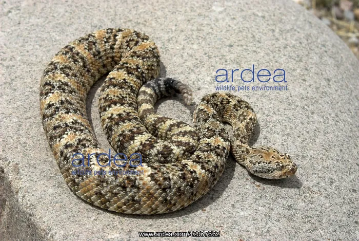 : Speckled Rattlesnake : Speckled Rattlesnake