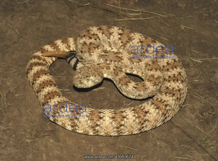 : Speckled Rattlesnake : Speckled Rattlesnake