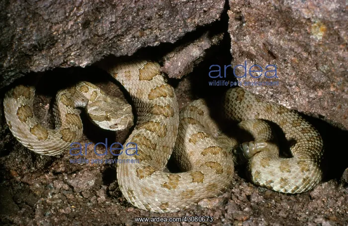 : Speckled Rattlesnake : Speckled Rattlesnake