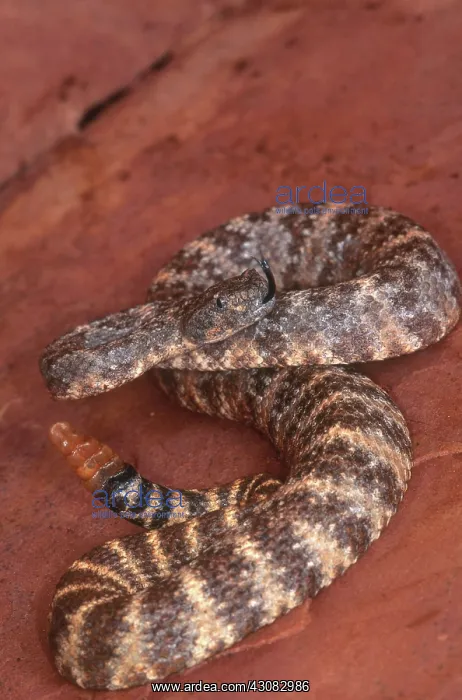 : Speckled Rattlesnake : Speckled Rattlesnake