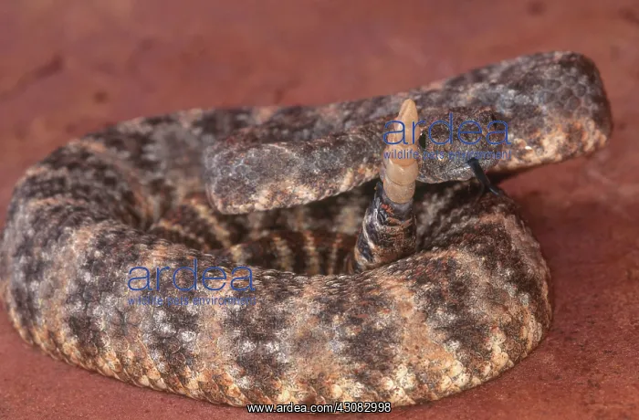  : Speckled Rattlesnake