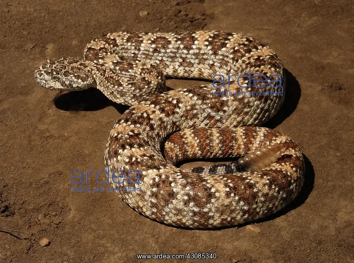 : Speckled Rattlesnake : Speckled Rattlesnake