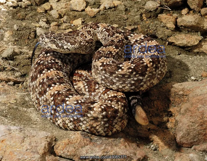 : Speckled Rattlesnake : Speckled Rattlesnake