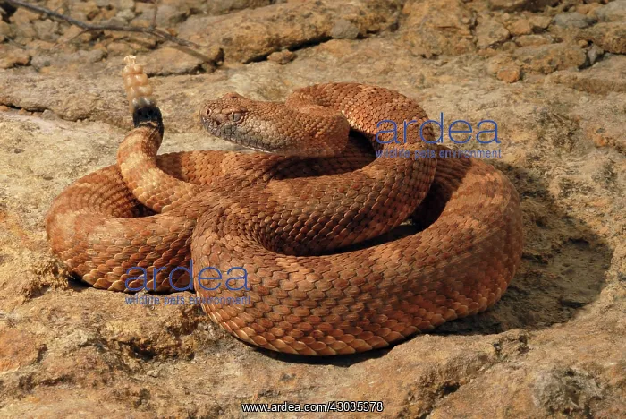 : Speckled Rattlesnake : Speckled Rattlesnake