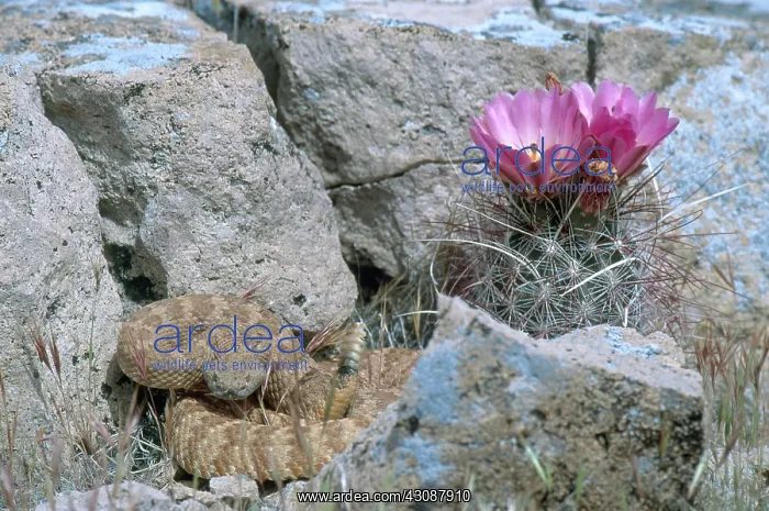 : Speckled Rattlesnake : Speckled Rattlesnake