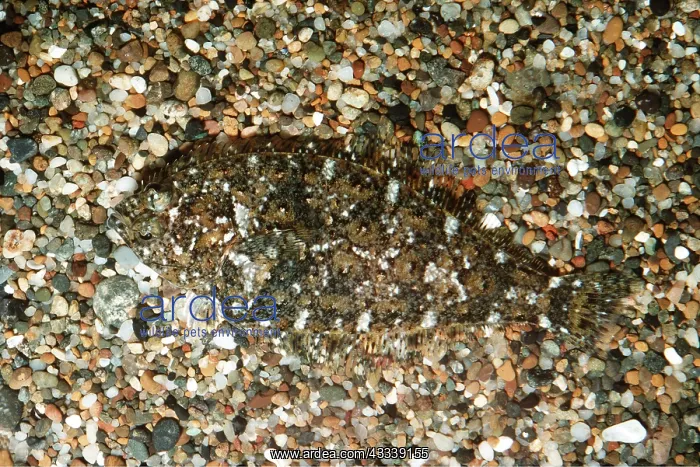 : SPECKLED SANDDAB - CAMOUFLAGED : SPECKLED SANDDAB - CAMOUFLAGED