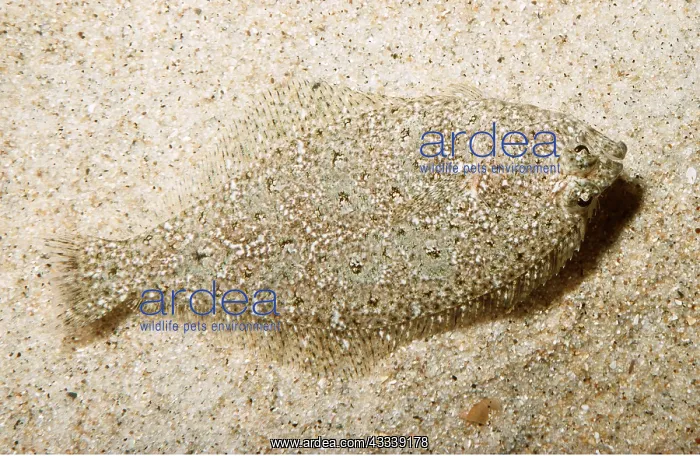 : SPECKLED SANDDAB - CAMOUFLAGED : SPECKLED SANDDAB - CAMOUFLAGED