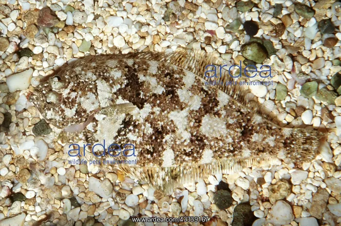 : SPECKLED SANDDAB - Camouflaged on Sandy Bottom : SPECKLED SANDDAB - Camouflaged on Sandy Bottom
