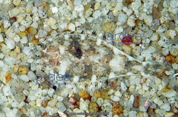 : Speckled Sanddab - Camouflaged on sandy seabed : Speckled Sanddab - Camouflaged on sandy seabed