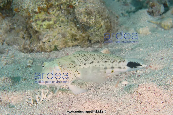 : Speckled sandperch (Parapercis hexophthalma), Ho : Speckled sandperch (Parapercis hexophthalma), Ho