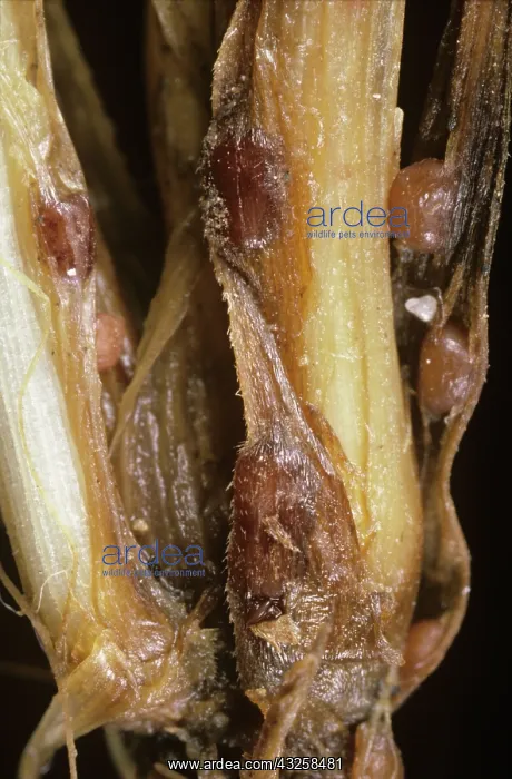  : Speckled Snow Mold on barley