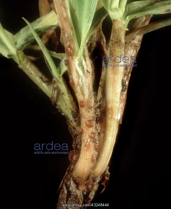 : Speckled snow mold on barley seedling : Speckled snow mold on barley seedling